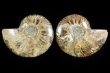 Agate Replaced Ammonite Fossil - Madagascar #150910-1